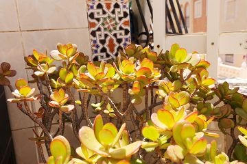 Apartment close to Playa Naufragos - Mar Azul Properties